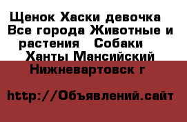 Щенок Хаски девочка - Все города Животные и растения » Собаки   . Ханты-Мансийский,Нижневартовск г.